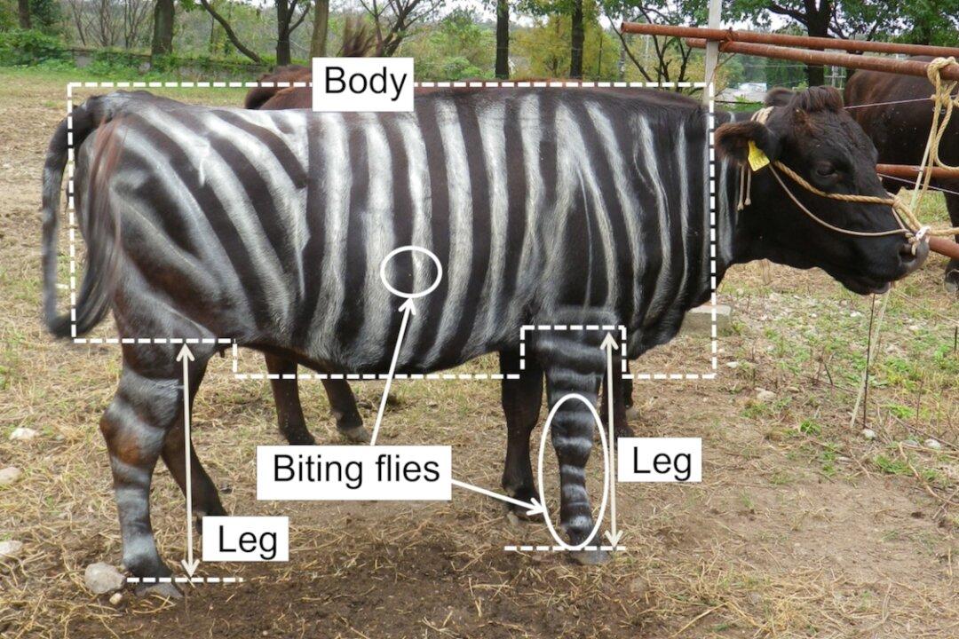 Painting ‘Zebra Stripes’ on Cows Wards Off Biting Flies