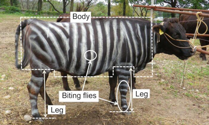 Painting ‘Zebra Stripes’ on Cows Wards Off Biting Flies