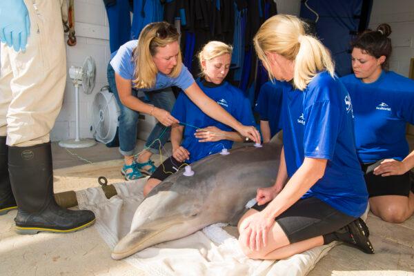Erin Fougères, Marine Mammal Stranding Program Administrator at NOAA Fisheries'<br/>Southeast Regional Office, performs a hearing test on a dolphin. (Courtesy of Erin Fougères)