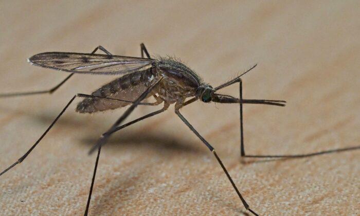 Health Hazard Warnings Issued in NSW and South Australia as Mosquito Population Skyrockets