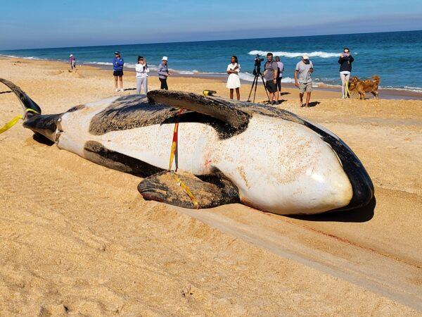 The body of a 21-foot, approximately 5,000-pound killer whale on the beach in Flagler County, Fla., on Jan. 11, 2022. (Courtesy of the Flagler County Sheriff's Department)