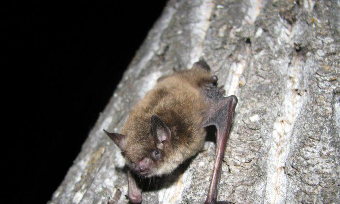 Fatal Bat Fungus White Nose Syndrome Makes First Appearances in Alberta