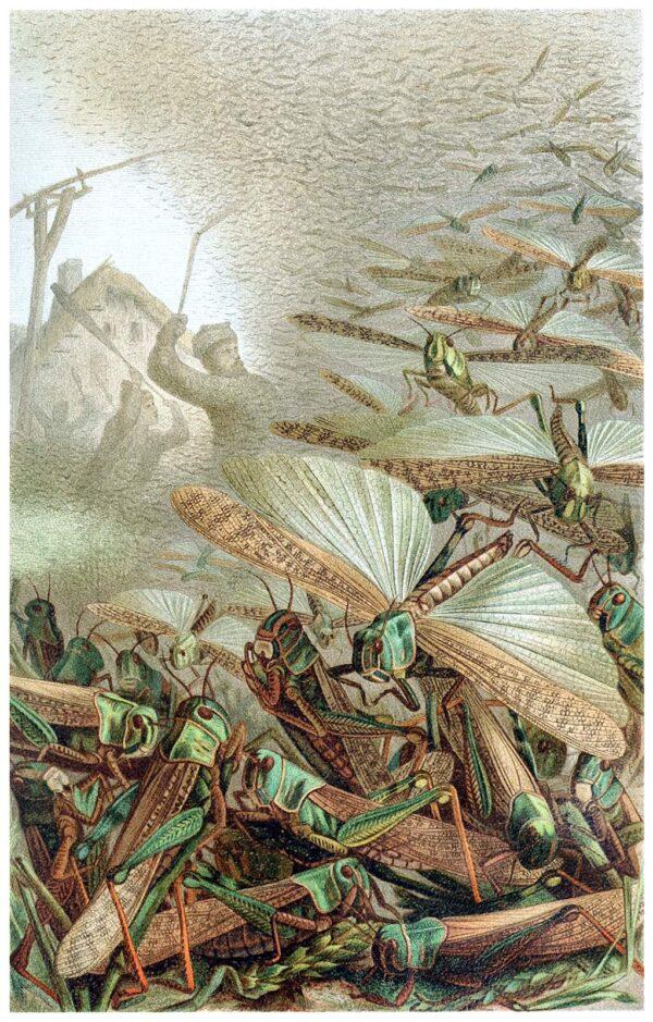 The locust plague of 1875 descended upon the Ingalls homestead when the Rocky Mountain locusts destroyed an estimated 198,000 square miles of farmland. “A Swarm of Locusts” by Emil Schmidt, before 1910. (Public domain)