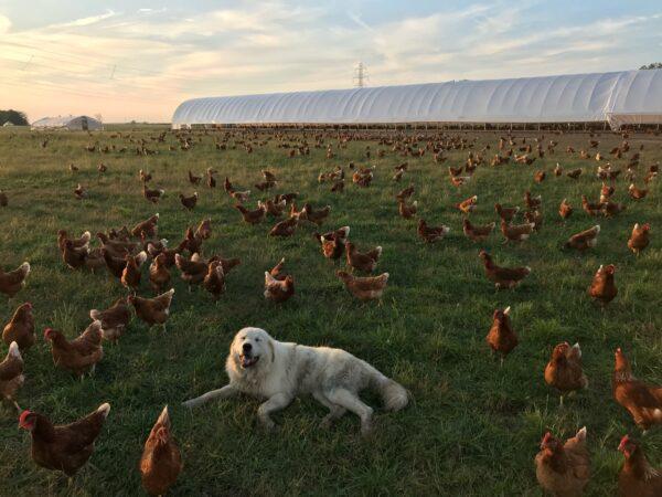 Pokey, sixth son Bruce Hitzfield’s dog, watches over the farm’s hens. (Courtesy of Seven Sons)