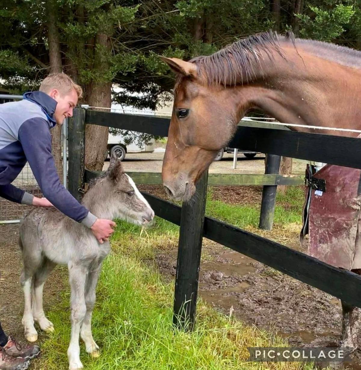 Jazzy is introduced to the abandoned gypsy cob colt for the first time. (Courtesy of <a href="https://www.facebook.com/sarah.brayshaw.3" target="_blank" rel="noopener">Sarah Brayshaw</a>, Louisa Smith and <a href="https://www.facebook.com/profile.php?id=100008144736098">Leigh Church</a>)