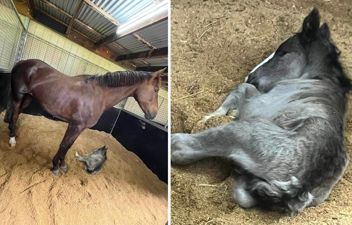 Jazzy and the colt, now named Fury, together after she "adopted" him as her own. (Courtesy of <a href="https://www.facebook.com/sarah.brayshaw.3" target="_blank" rel="noopener">Sarah Brayshaw</a>, Louisa Smith and <a href="https://www.facebook.com/profile.php?id=100008144736098">Leigh Church</a>)