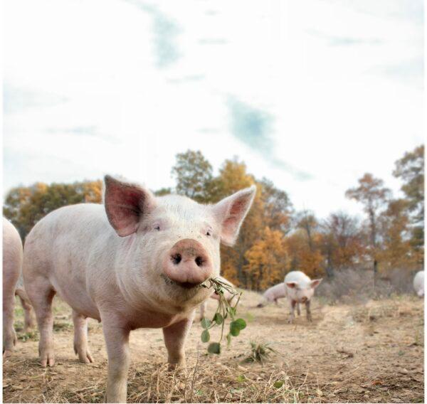 The farm has 300 to 400 hogs that roam free among the woodlands. (Courtesy of Seven Sons)