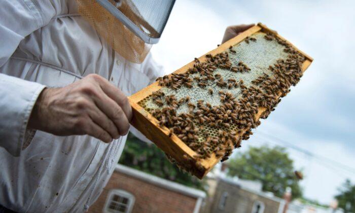 USDA Approves Honeybee Vaccine to Target 'American Foulbrood' Disease