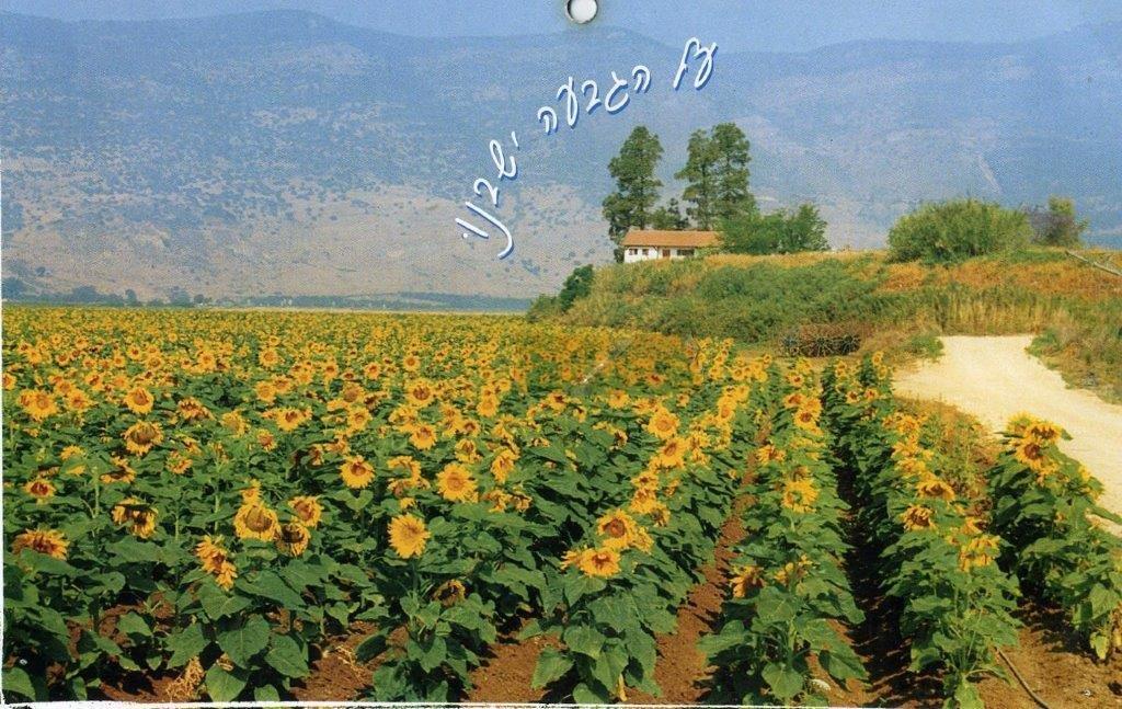 Sunflower fields at Kfar Blum, a kibbutz in the Galilee area. (Courtesy of Kfar Blum)