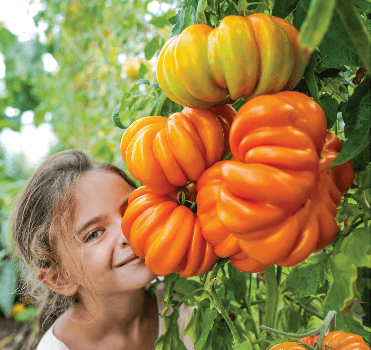 Orange Accordion tomatoes boast juicy, meaty flesh and can easily reach 20 ounces each. (Baker Creek Heirloom Seed Co./RareSeeds.com)