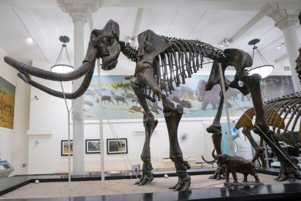A skeleton of Mammuthus, the mammoth, is on display at the American Museum of Natural History in New York on Jan. 13, 2023. (Mary Altaffer/AP Photo)