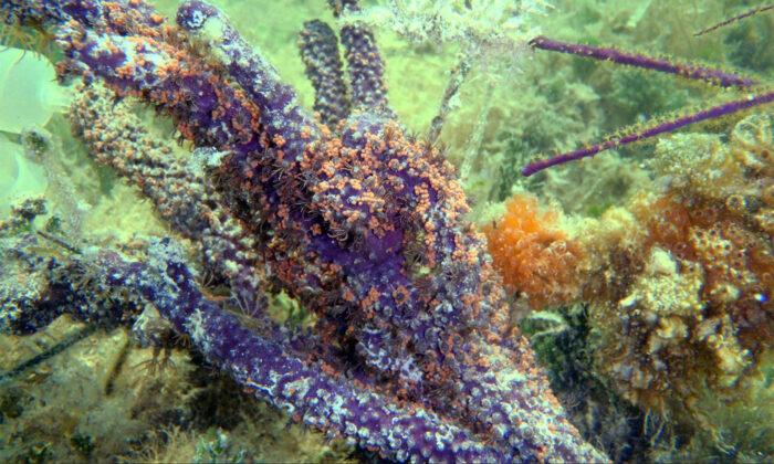 Hong Kong University Study Finds Reward and Punishment System in Coral-Algae Relationship