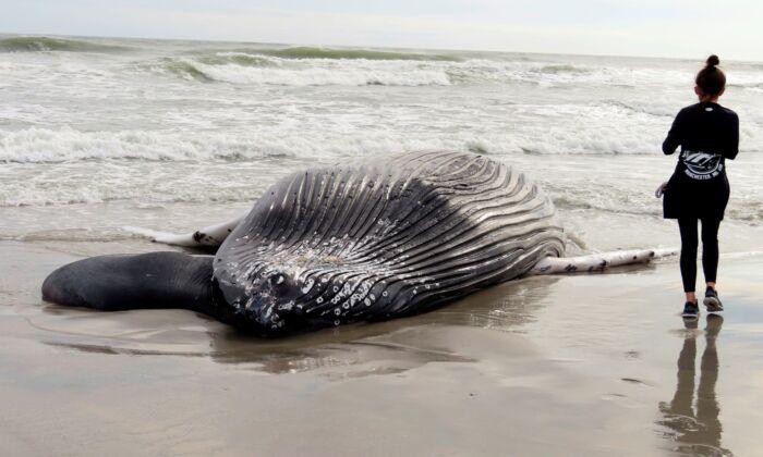 Oregon Preparing for Floating Offshore Wind Farms As Concern Over Whale Deaths Grows