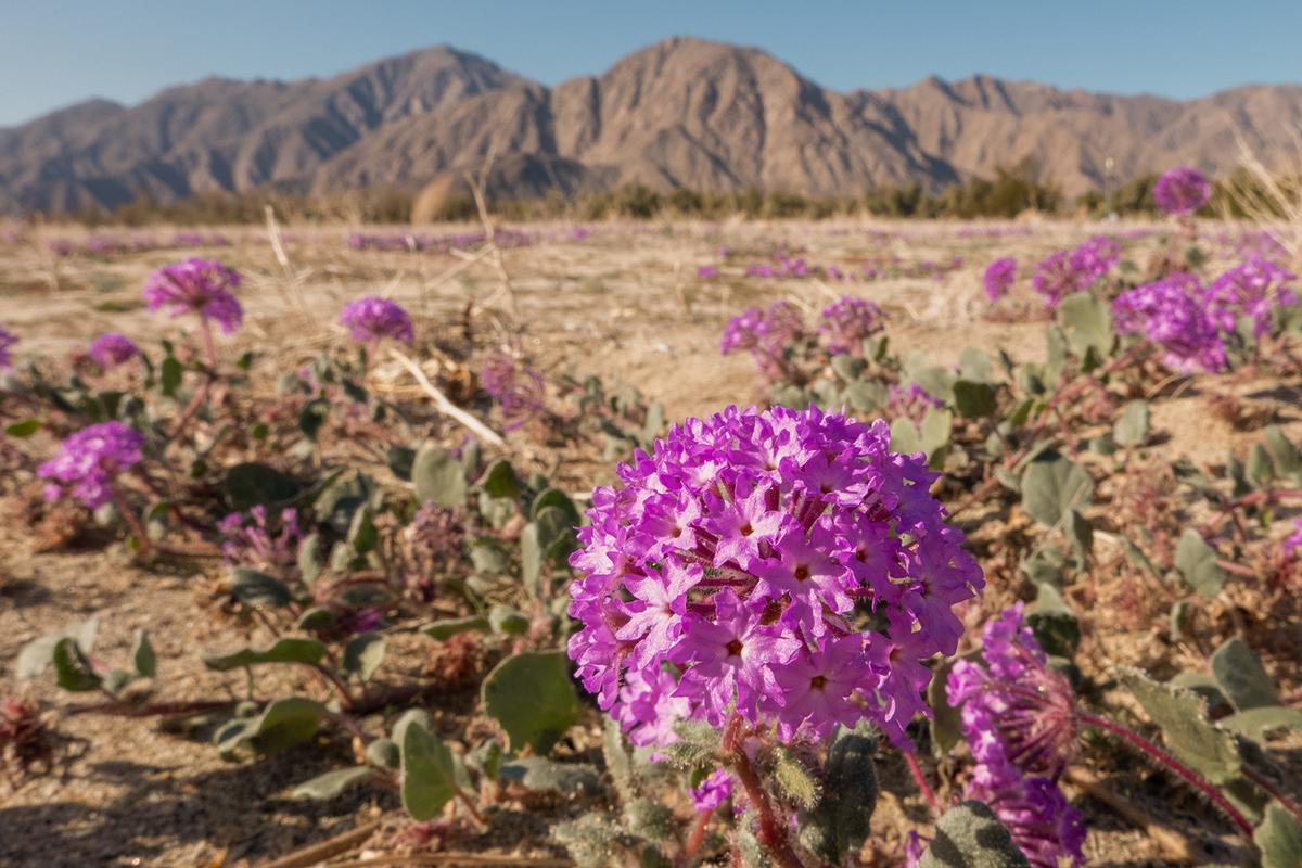 Purple sand verbena adds color to the desert landscape in Borrego Springs. It’s a rare sight this winter. (Myung J. Chun/Los Angeles Times/TNS)
