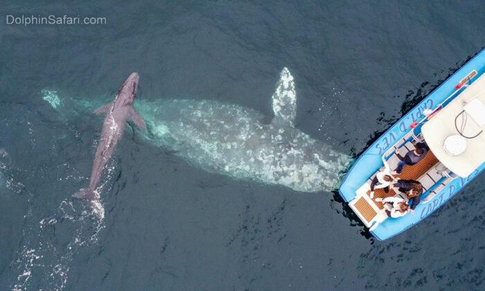 VIDEO: Migrating Gray Whale Gives Birth to Calf in Front of Ecstatic California Whale Watchers