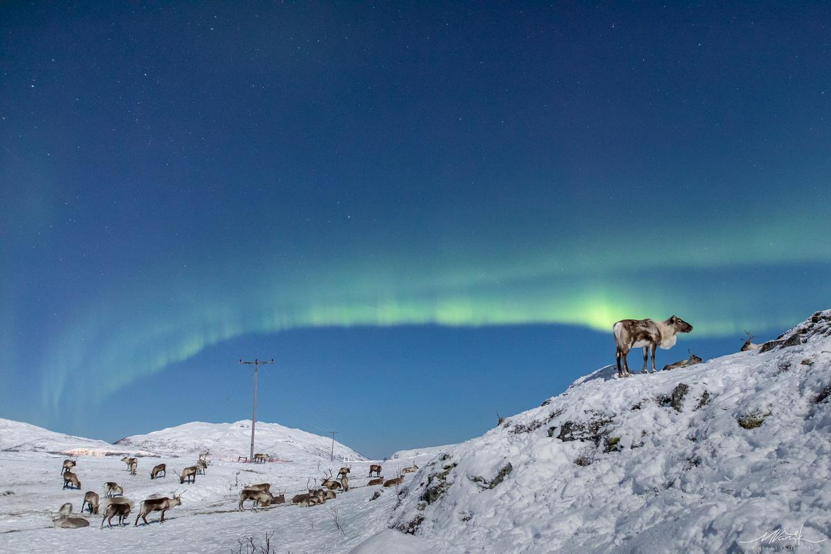 A green aurora dances in the background before a herd of caribou on January 5, 2023. (Courtesy of <a href="https://www.facebook.com/greenlandertromso">Markus Varik</a>)