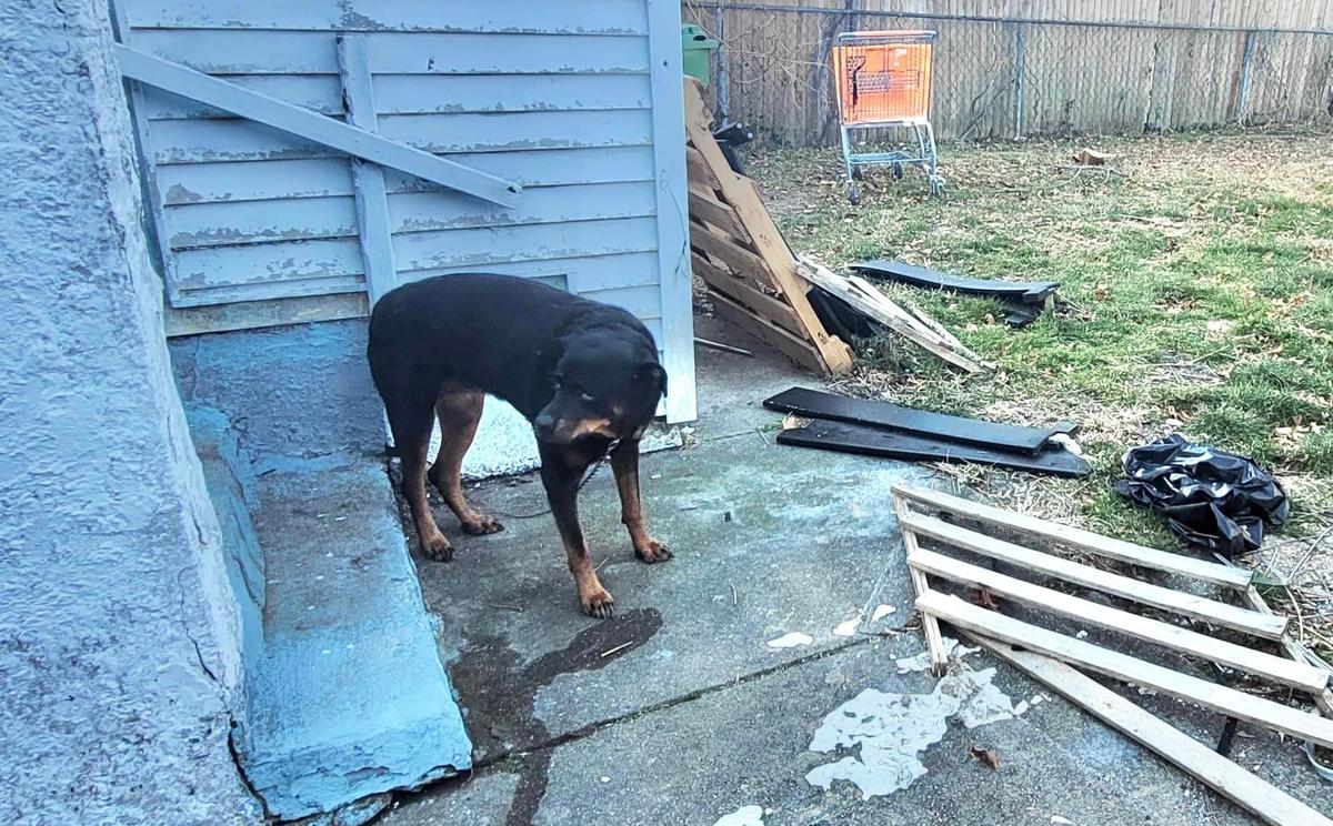 Coco spent three freezing-cold nights on a concrete pad after her owners abandoned the house. (Courtesy of Monmouth County SPCA)