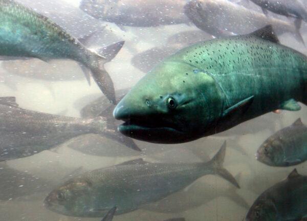 A Chinook salmon along with a school of shad pass through the viewing room at McNary Lock and Dam on the Columbia River, near Umatilla, Oregon, June 7, 2005. (Jeff T. Green/Getty Images)
