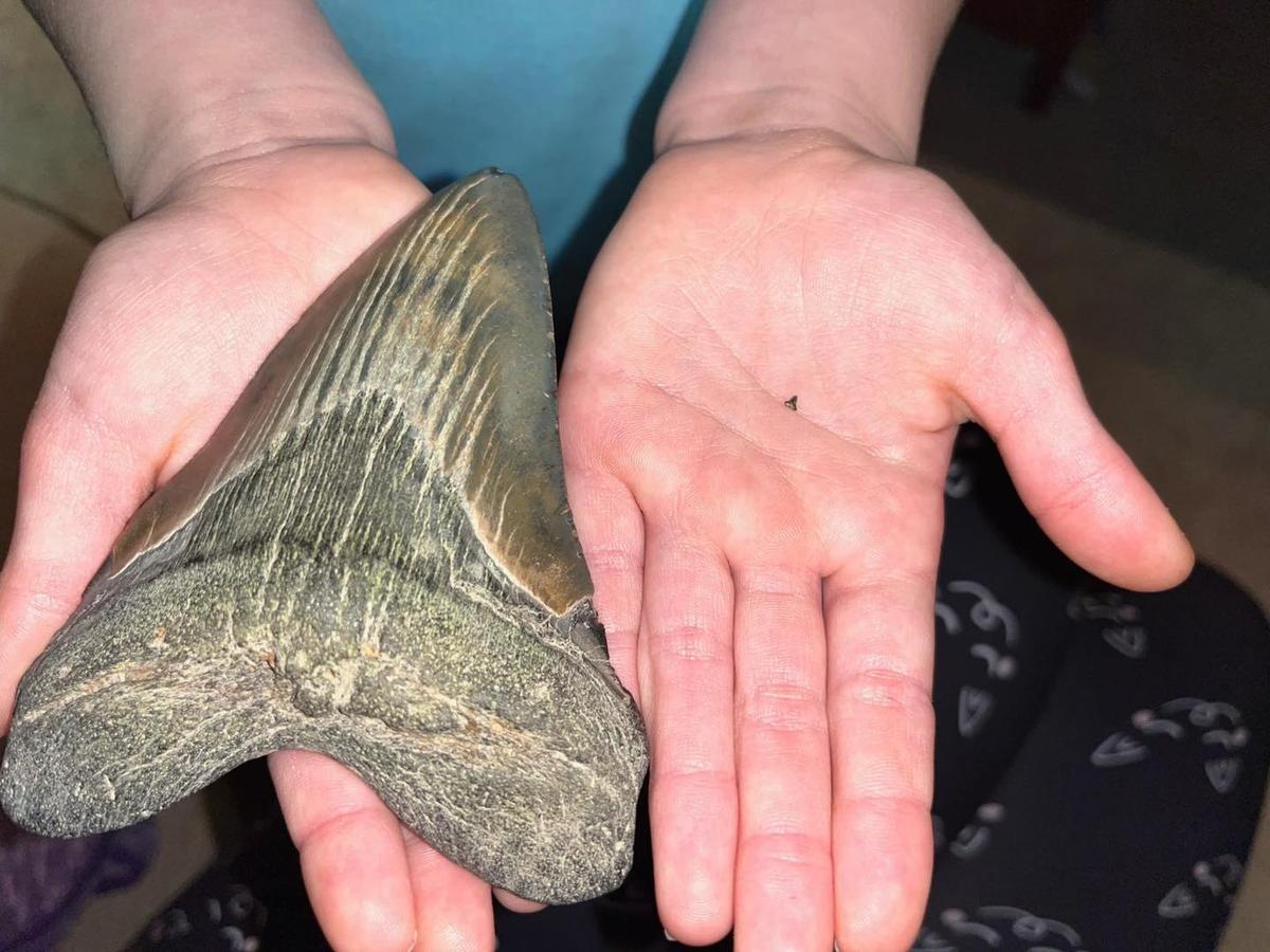 Molly's biggest and smallest shark teeth. (Courtesy of <a href="https://www.instagram.com/fossilgirls_md/">@fossilgirls_md</a> and <a href="https://www.instagram.com/fossilgirls_md/">www.thefossilgirls.com</a>)