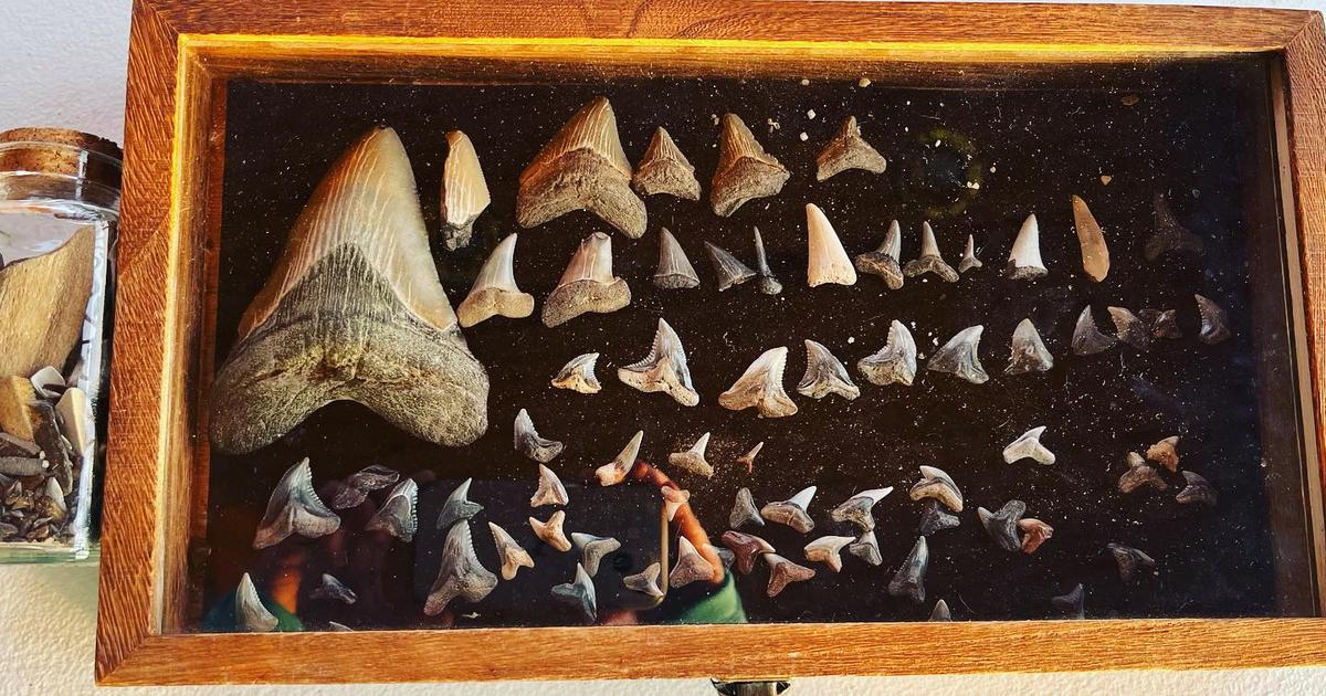 Molly's incredible collection of Shark teeth. (Courtesy of <a href="https://www.instagram.com/fossilgirls_md/">@fossilgirls_md</a> and <a href="https://www.instagram.com/fossilgirls_md/">www.thefossilgirls.com</a>)