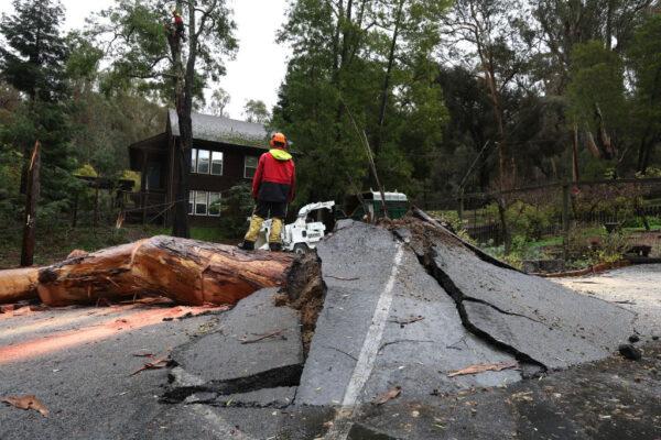 Arborists cut up a tree that was taken down by high winds in San Rafael, Calif., on Jan. 10, 2023. (Justin Sullivan/Getty Images)