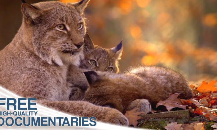The Lynx: Spectacular Wildlife and a Rare Hunter in the Bohemian Forest