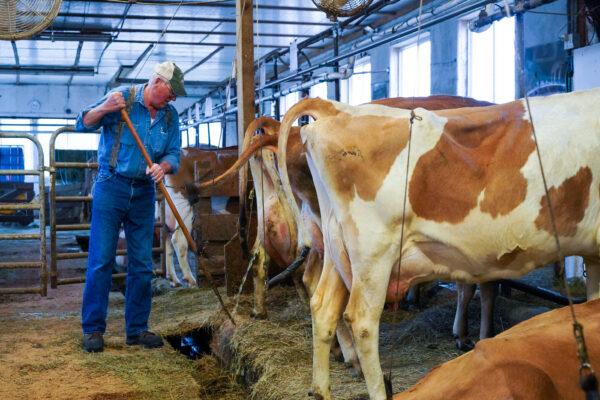 Rick Vreeland cleans the barn at the Freedom Hill Farm in Otisville, N.Y., on Jan. 13, 2023. (Cara Ding/The Epoch Times)