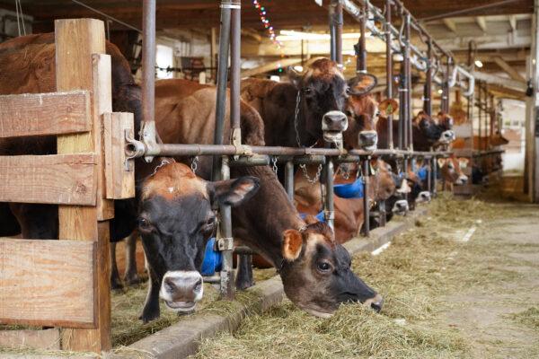 Dairy cows at the Freedom Hill Farm in Otisville, N.Y., on Jan. 13, 2023. (Cara Ding/The Epoch Times)