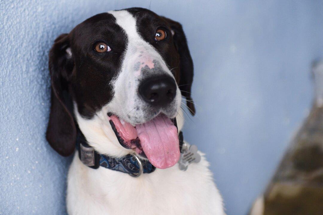 Incarcerated Youth Rehabilitate Through Dog Training at OC Probation