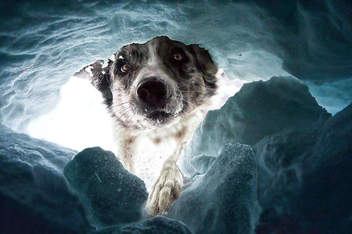 “The Avalanche Rescuedog" by Dalia Fichmann, from Switzerland. (Courtesy of Dalia Fichmann via <a href="https://www.dogphotographyawards.com/winners-2022/">Dog Photography Awards</a>)