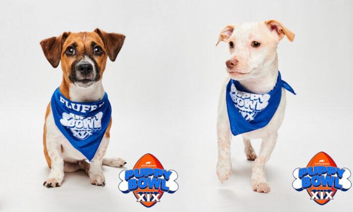 Helen Woodward Animal Center to Send 2 Brother Puppies to Puppy Bowl