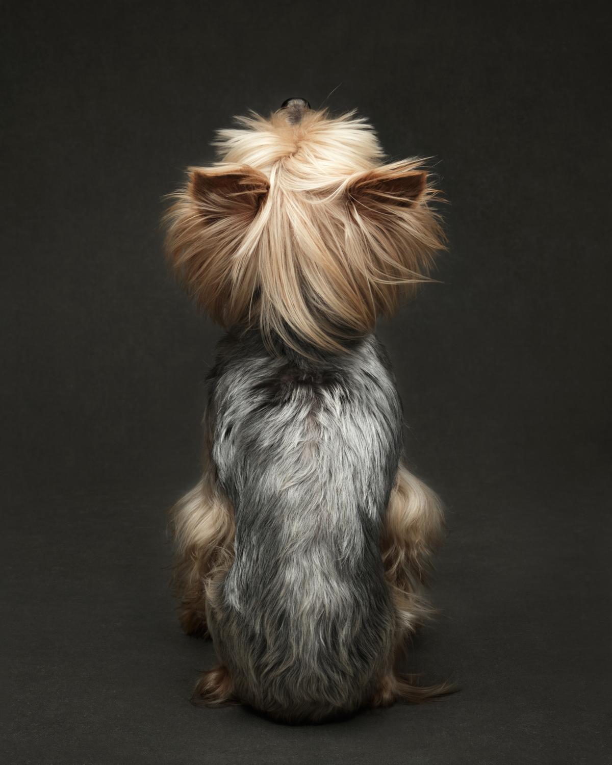 "Mimi's Backstory" by Jane Thomson, from Canada. (Courtesy of Jane Thomson via <a href="https://www.dogphotographyawards.com/winners-2022/">Dog Photography Awards</a>)