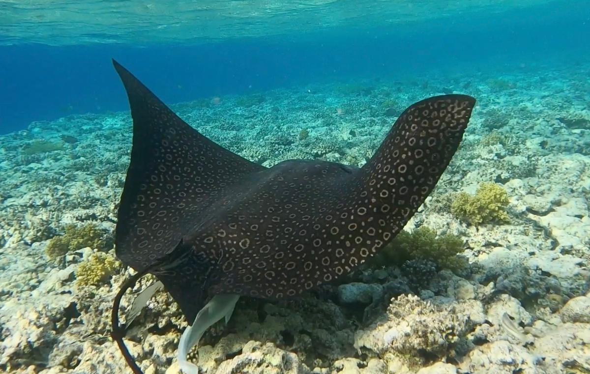 The leopard ray displays a spotted pattern. (Screenshot/Newsflare)<span style="font-size: 16px;">  </span>