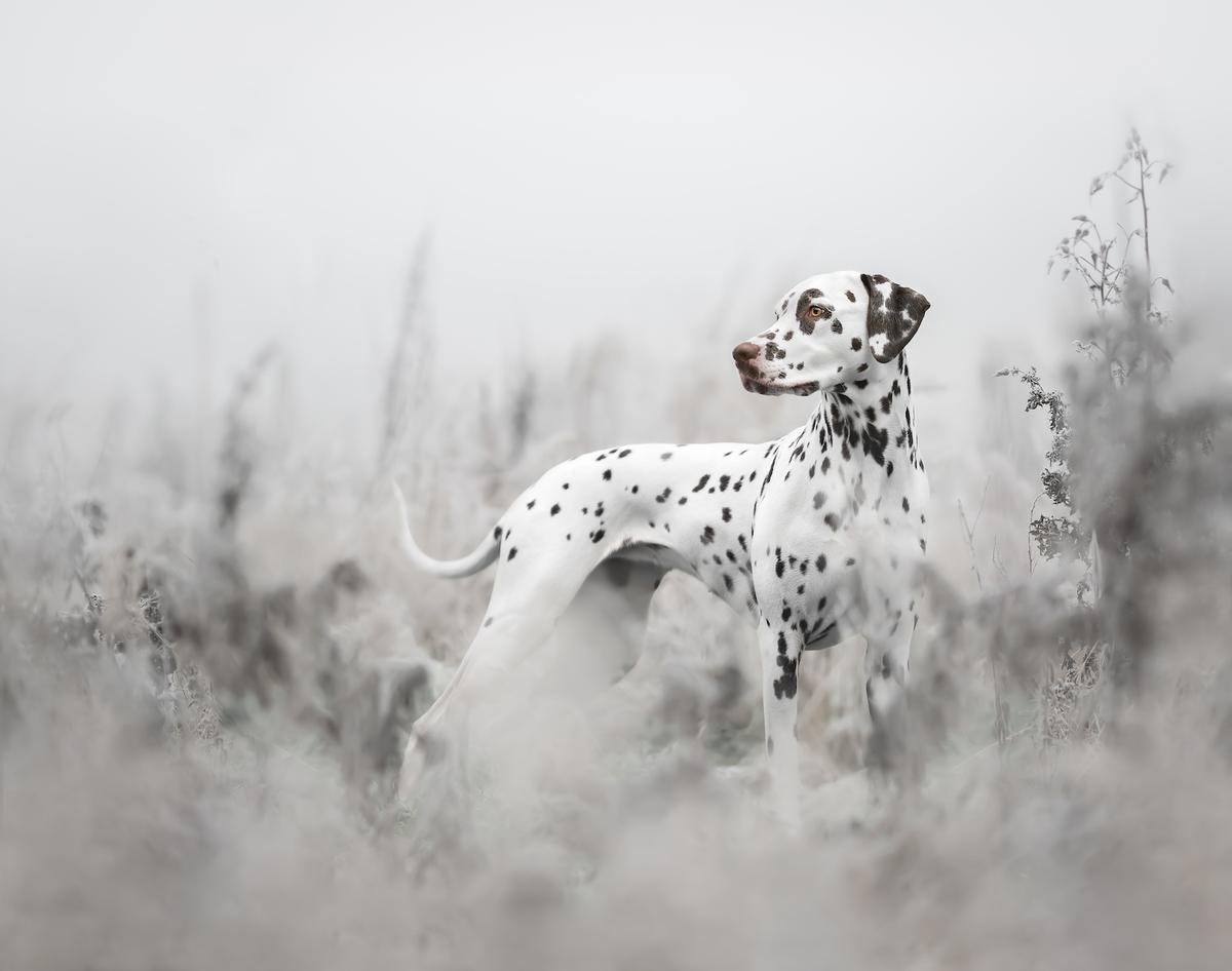 By Sophia Hutchinson, from the UK. (Courtesy of Sophia Hutchinson via <a href="https://www.dogphotographyawards.com/winners-2022/">Dog Photography Awards</a>)