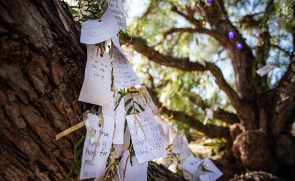 People place notes with wishes for 2023 on a Pepper Tree at The Sherman Gardens and Library in Newport Beach, Calif., on Jan. 20, 2023. (John Fredricks/The Epoch Times)