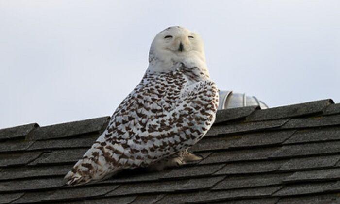 Snowy Owl Reportedly Leaves Cypress as Experts Lead Discussion on the Rare Bird