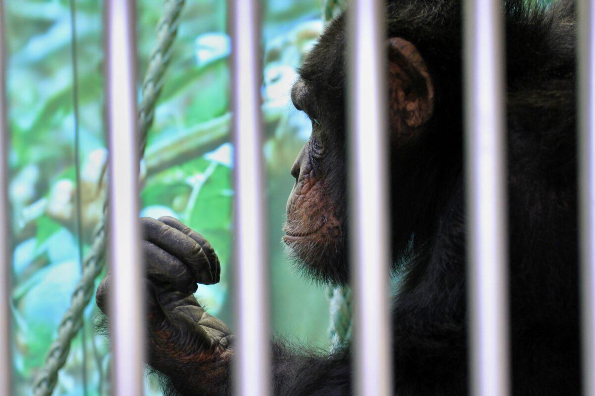 A chimpanzee at Hodonin Zoo in South Moravia, Czech Republic, on Oct. 30, 2013. (Radek Mica/AFP via Getty Images)