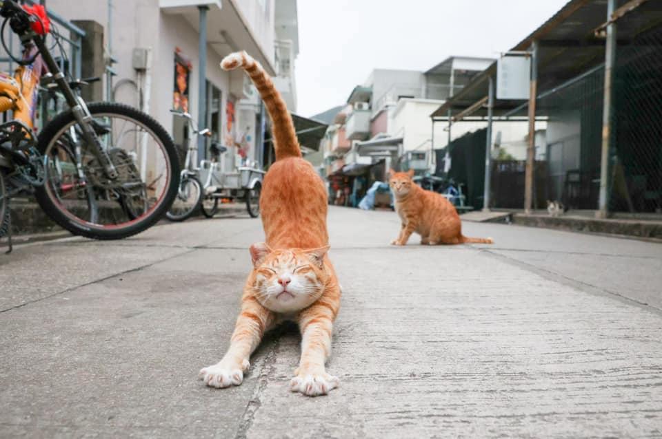 Lazy cat with a big stretch. Taken on Feb. 9, 2022, in Hong Kong. (Courtesy of Jason Ng)