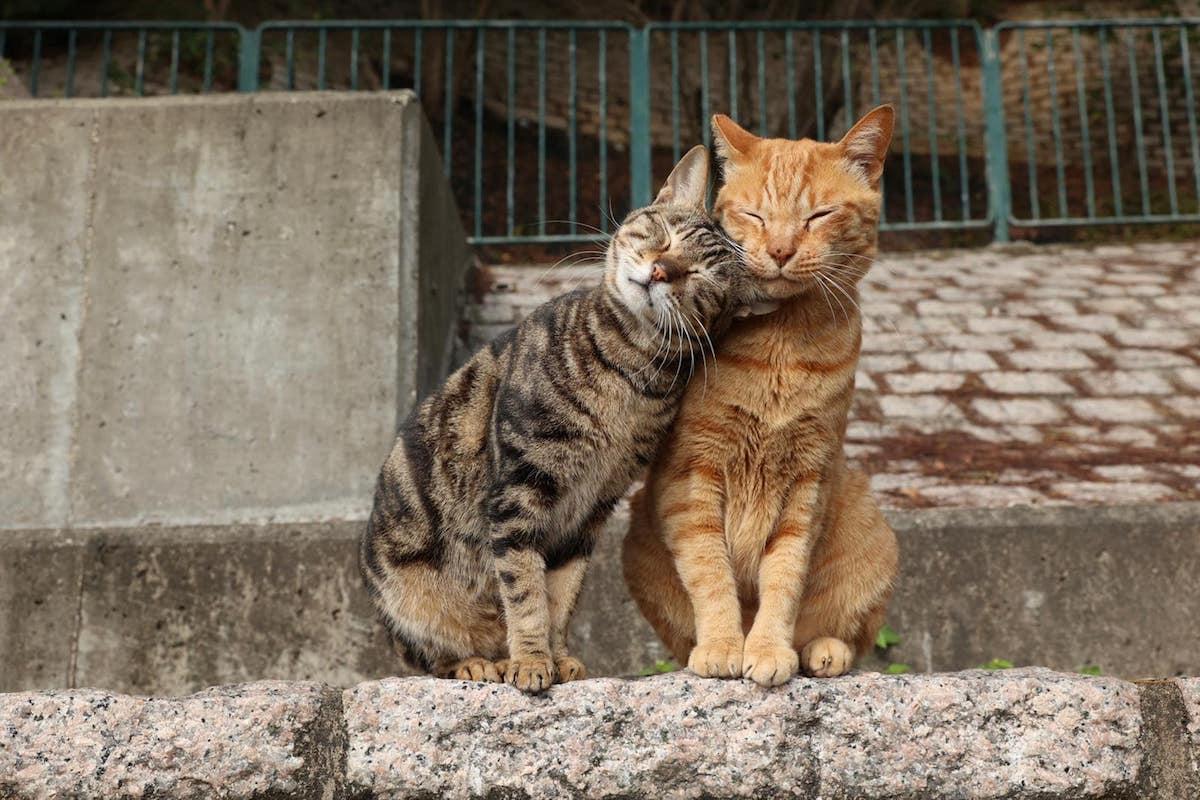 The homeless cats in Tai O, leaning on each other, also get love from the community and volunteers. (Courtesy of Jason Ng)