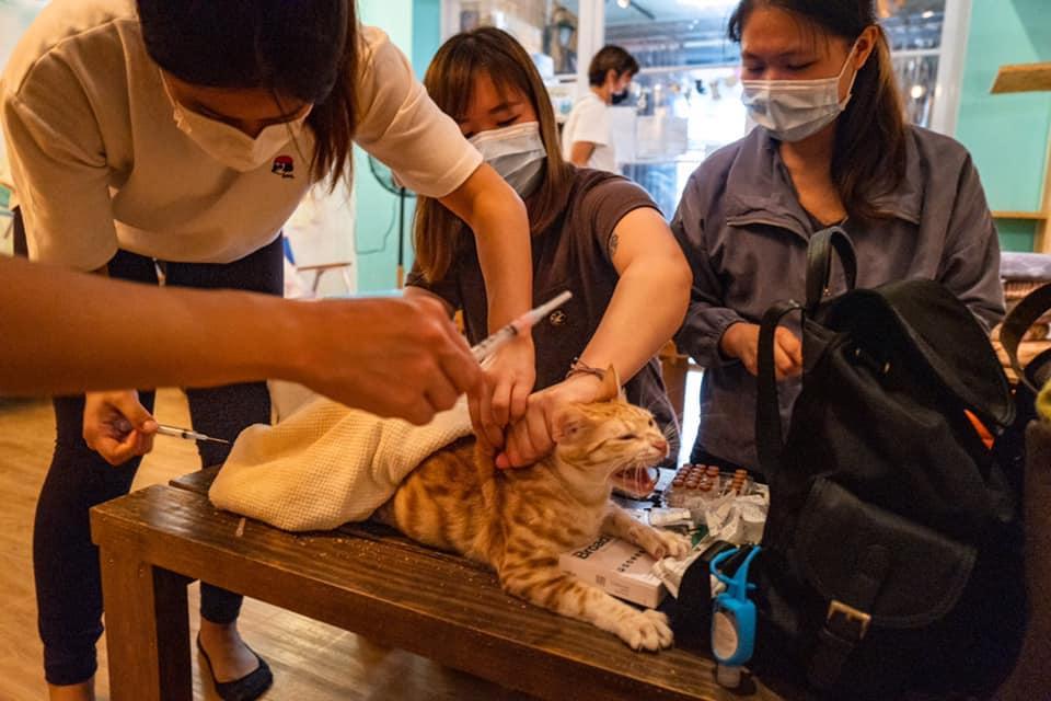 In November 2020, a team of medical staff from the Society for Abandoned Animals (SAA) visited Tai O to vaccinate stray animals with the 3-in-1 vaccine for felines. (Photo from Tai O Stray Cat Home's Facebook page)