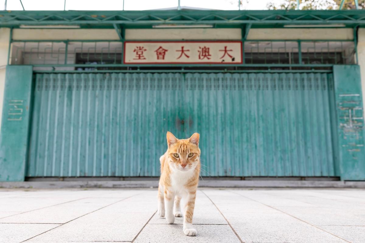The stray cat in front of Tai O City Hall. The photo was taken in Hong Kong on Feb. 24, 2022. (Courtesy of Jason Ng)