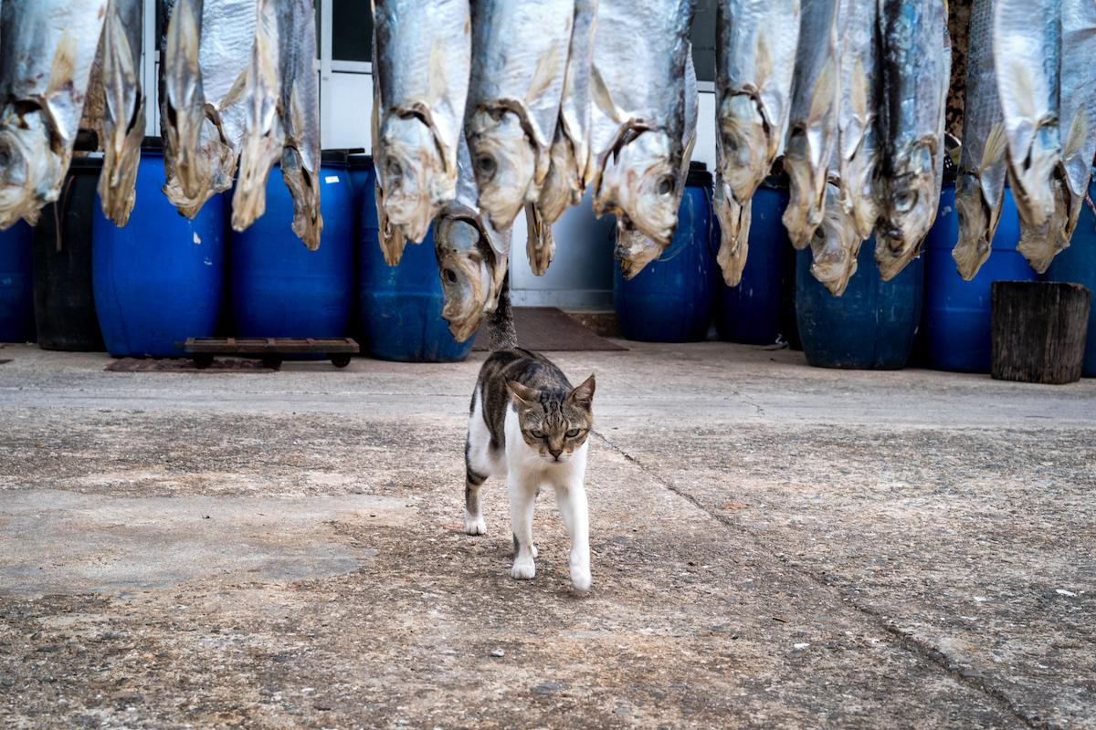 Who would have thought stray cats and salty fish in Tai O could live harmoniously? The photo was taken in Hong Kong on Oct. 14, 2017. (Courtesy of Jonas Chan)