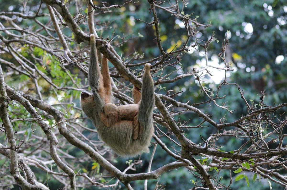 A sloth delights visitors to Canas Castilla in Costa Rica. (Photo courtesy of Canas Castilla)