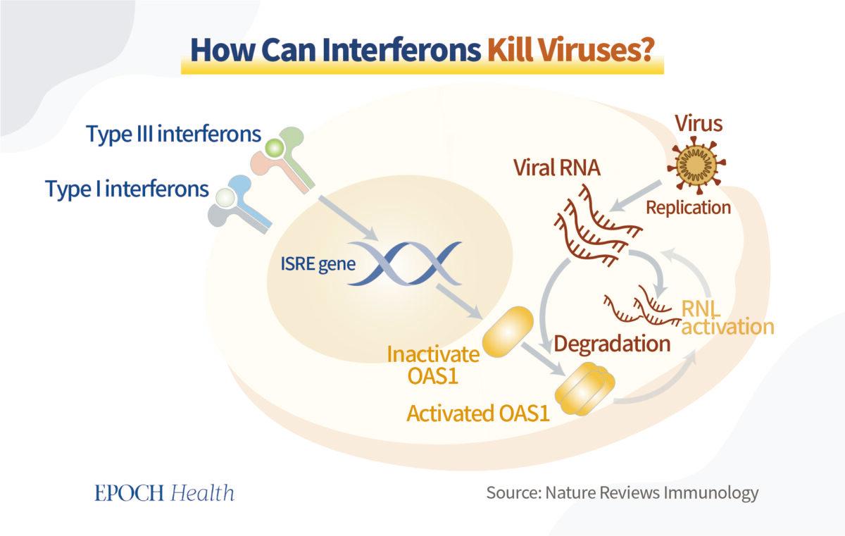 How interferons kill viruses. (The Epoch Times)
