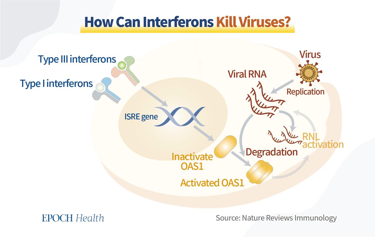 Interferons interfere with the replication of the virus. (The Epoch Times)