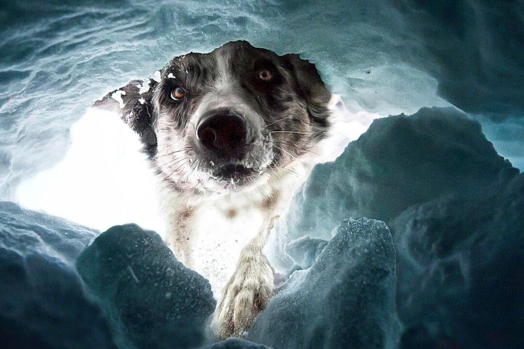 Dog Photography Awards Reveals Top Dog Pictures of 2022—Avalanche Search K9s, Frisbees, and More