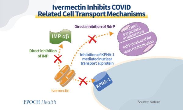 Ivermectin inhibiting intracellular transport and viral production. (The Epoch Times)