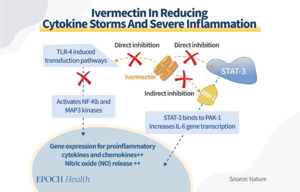 Ivermectin's intracellular mechanisms in reducing severe inflammation. (The Epoch Times)