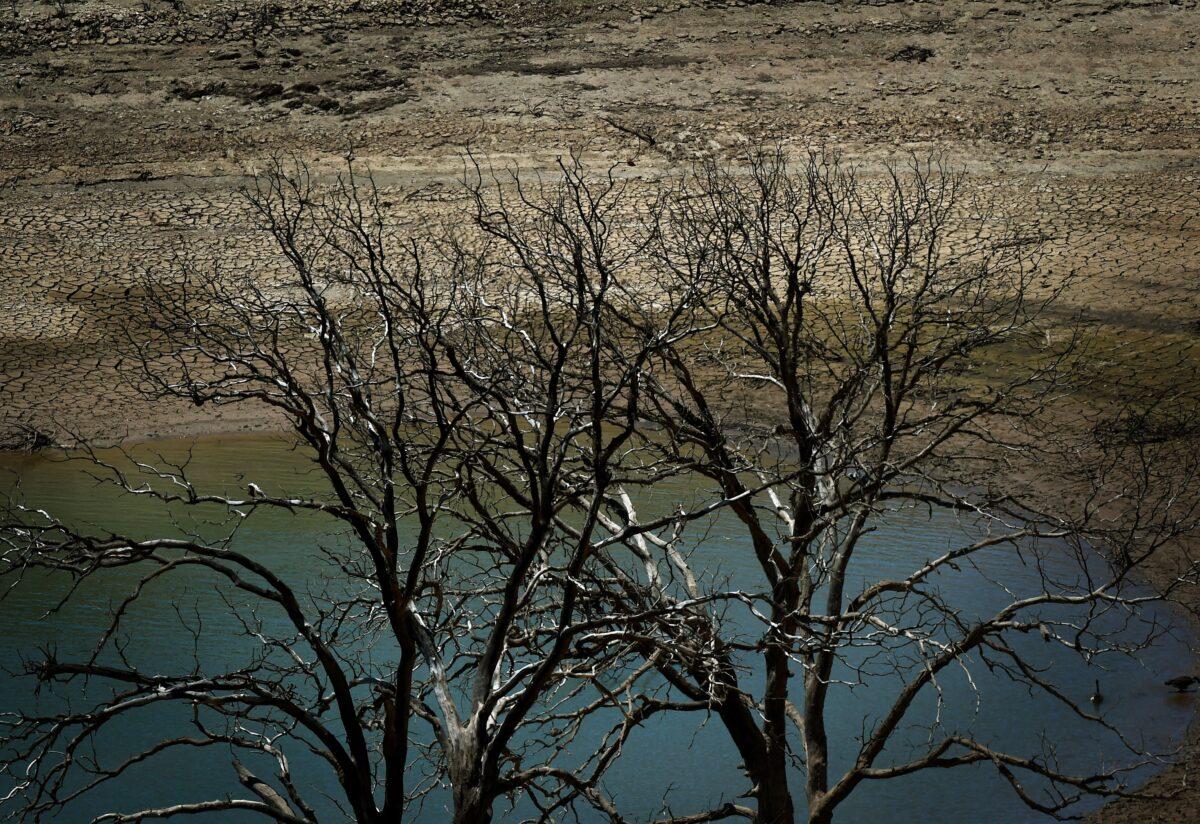 Dead trees are seen on a dried up section of the New Melones Lake reservoir in California during severe drought on May 24, 2015. (Mark Ralston/AFP via Getty Images)