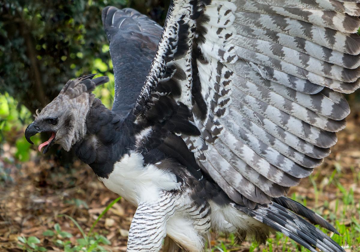 A harpy eagle with wings spread in attack posture. (Jonathan Wilkins/<a href="https://commons.wikimedia.org/wiki/File:Harpy_Eagle_with_wings_lifted.jpg">CC BY-SA 3.0</a>)